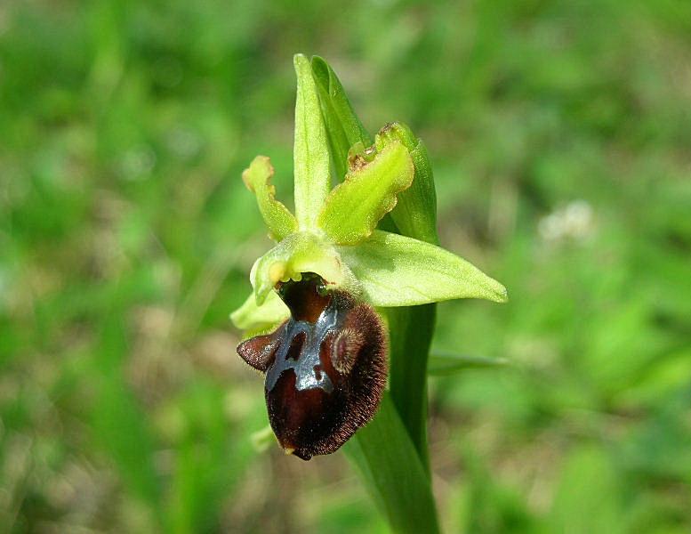 Ophrys sphegodes